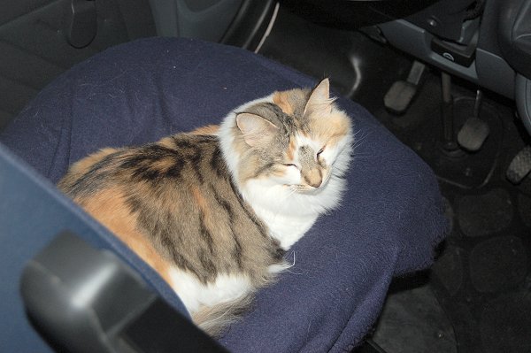 Amiz sover på  förarplatsen