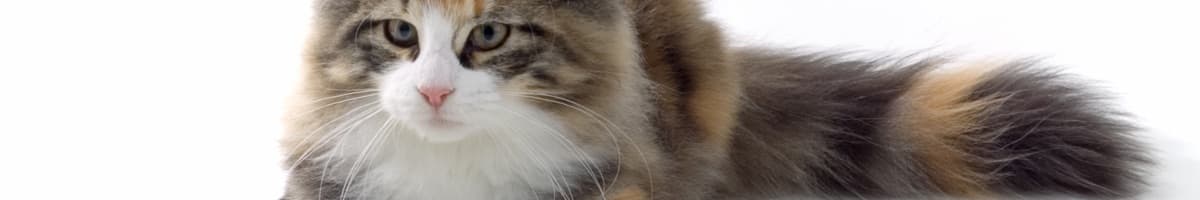 Norsk Skogkatt iFokus