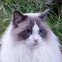 OberonsMatte
