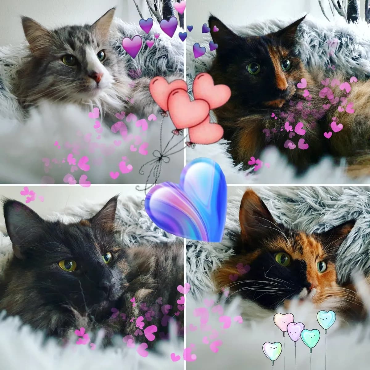Alla hjärtans dag!!!❤❤💛💛💜💜🧡🧡
