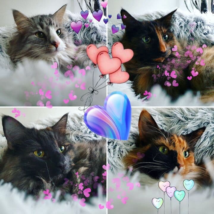 Alla hjärtans dag!!!❤❤💛💛💜💜🧡🧡