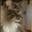 Allfuzz