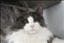 Annikatt