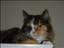 catywoman